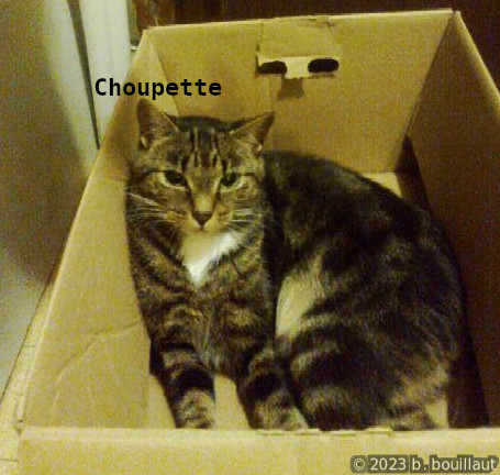 chats/choupette2.jpg