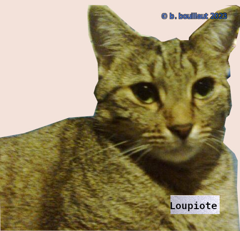 chats/loupiote_3.jpg